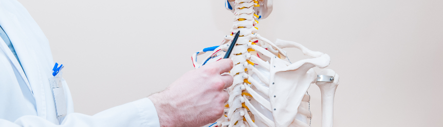 Closeup on medical doctor man pointing on cervical spine of human skeleton