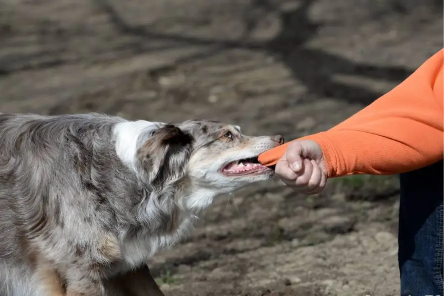 Folsom Dog Bite Injury-Lawyer